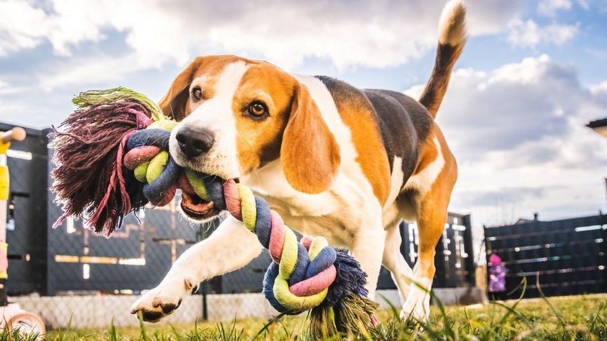 Una veterinaria avisa: si juegas así con tu perro puedes hacerle daño