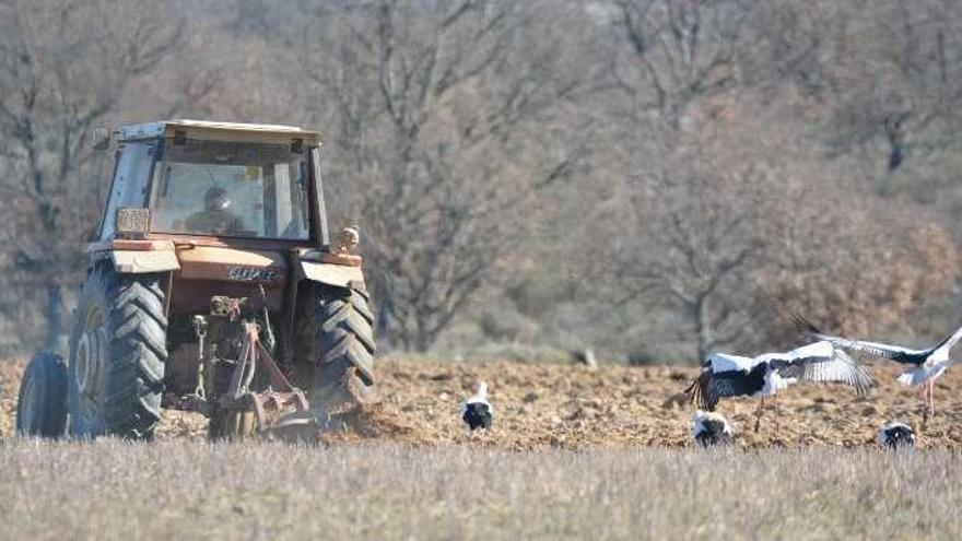 Un grupo de cigüeñas sigue a un tractor en la zona de Fresno.
