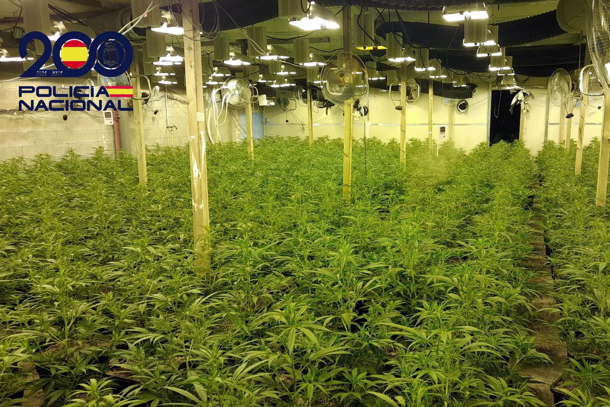 Cultiu de 1.300 plantes de marihuana en una nau de Riudarenes