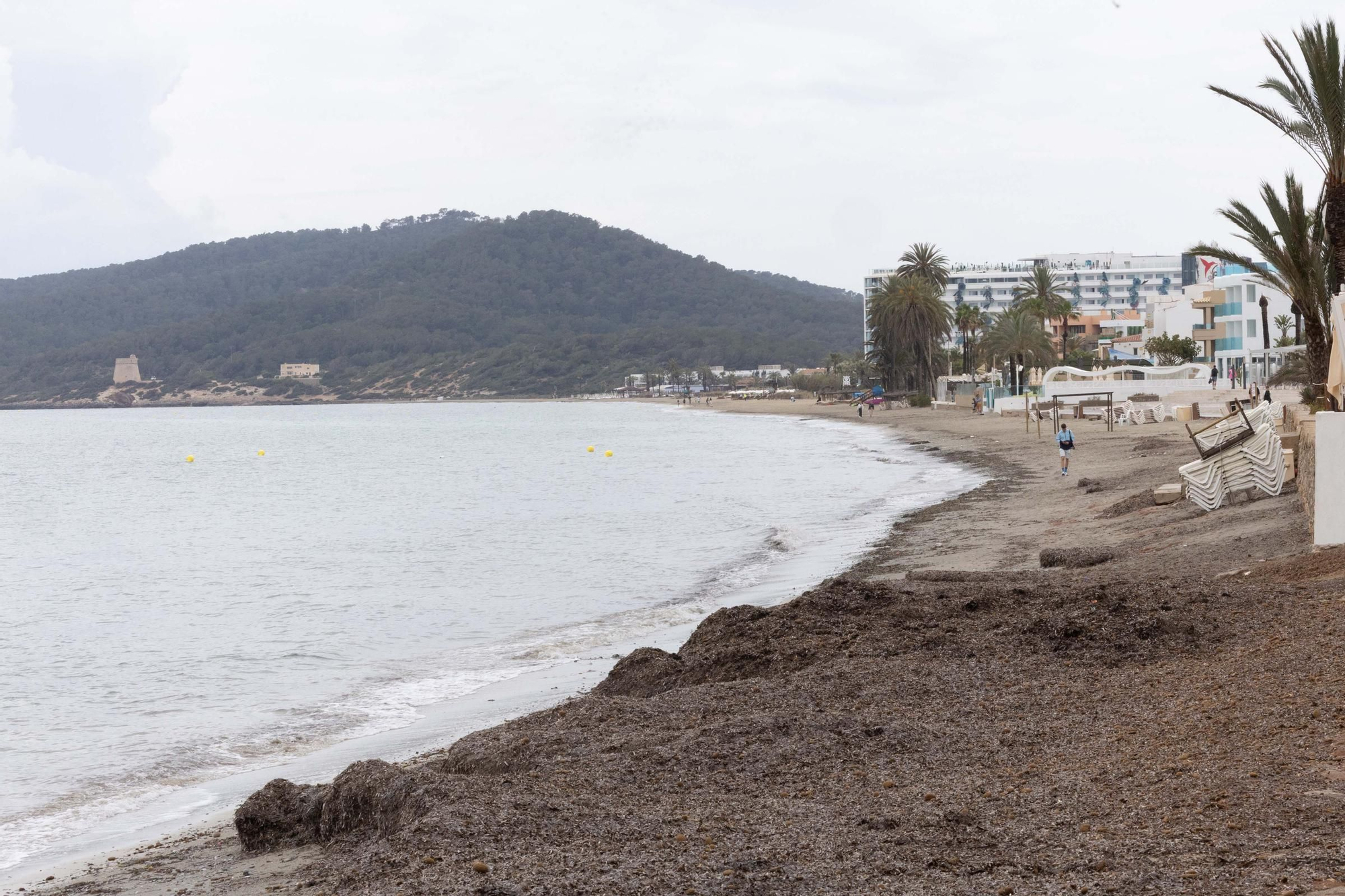 Posidonia en Platja d'en Bossa