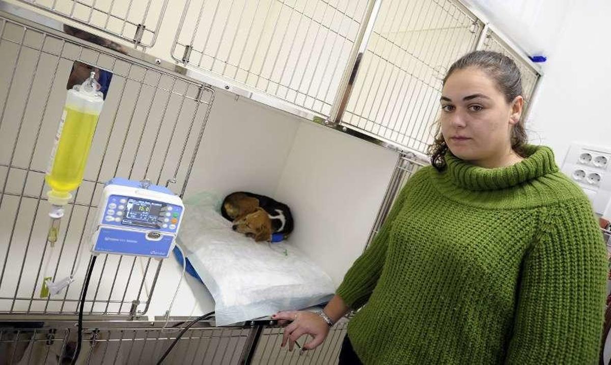Cuatro perros de caza mueren tras beber en una charca envenenada de Cristimil