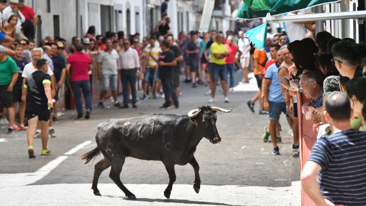 Las Vaquillas de El Viso.