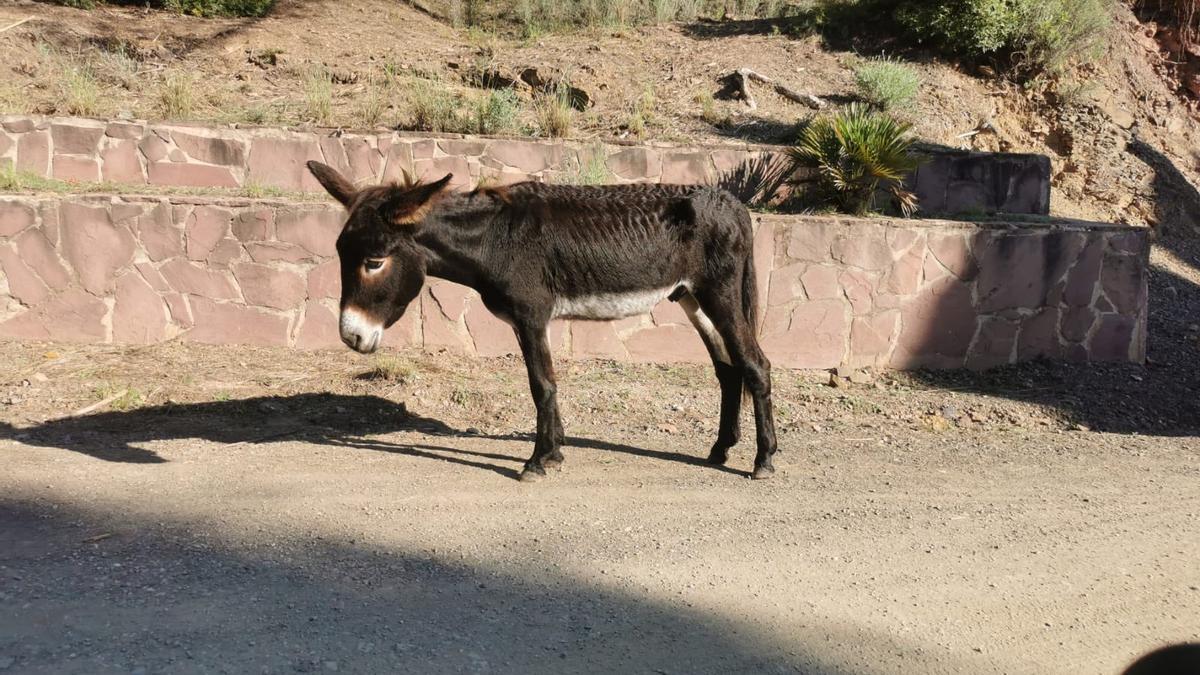 Imagen con la que una vecina denunció el estado de desnutrición de un burro.