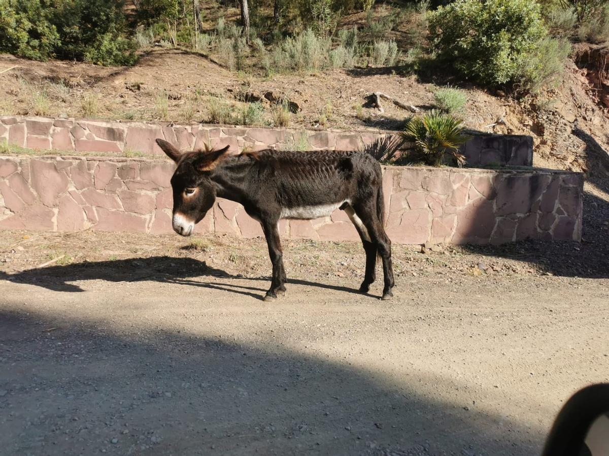 Imagen con la que una vecina denunció el estado de desnutrición de un burro.