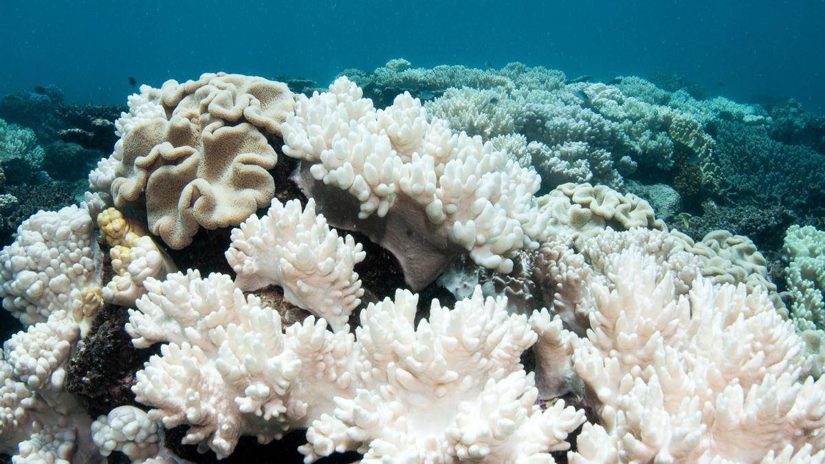 Coral afectado por el cambio climático.
