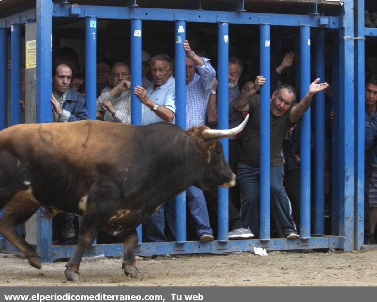 GALERÍA DE FOTOS -- Almassora late con toros bravos pese a la lluvia