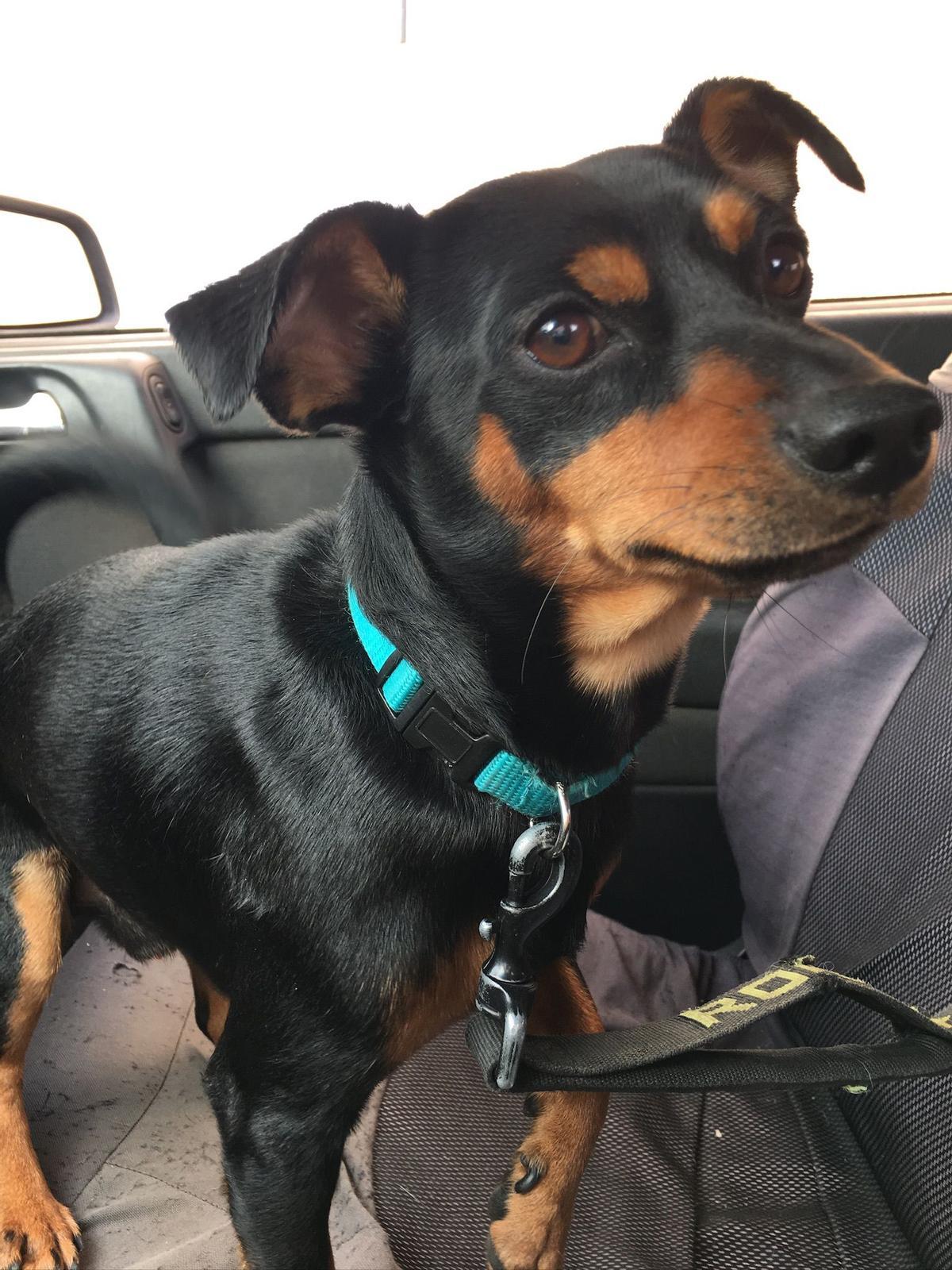 'Chewi', fallecido el pasado 12 de diciembre 2025 en Argana Alta, en Arrecife, tras ser atacado por dos perros presa canarios