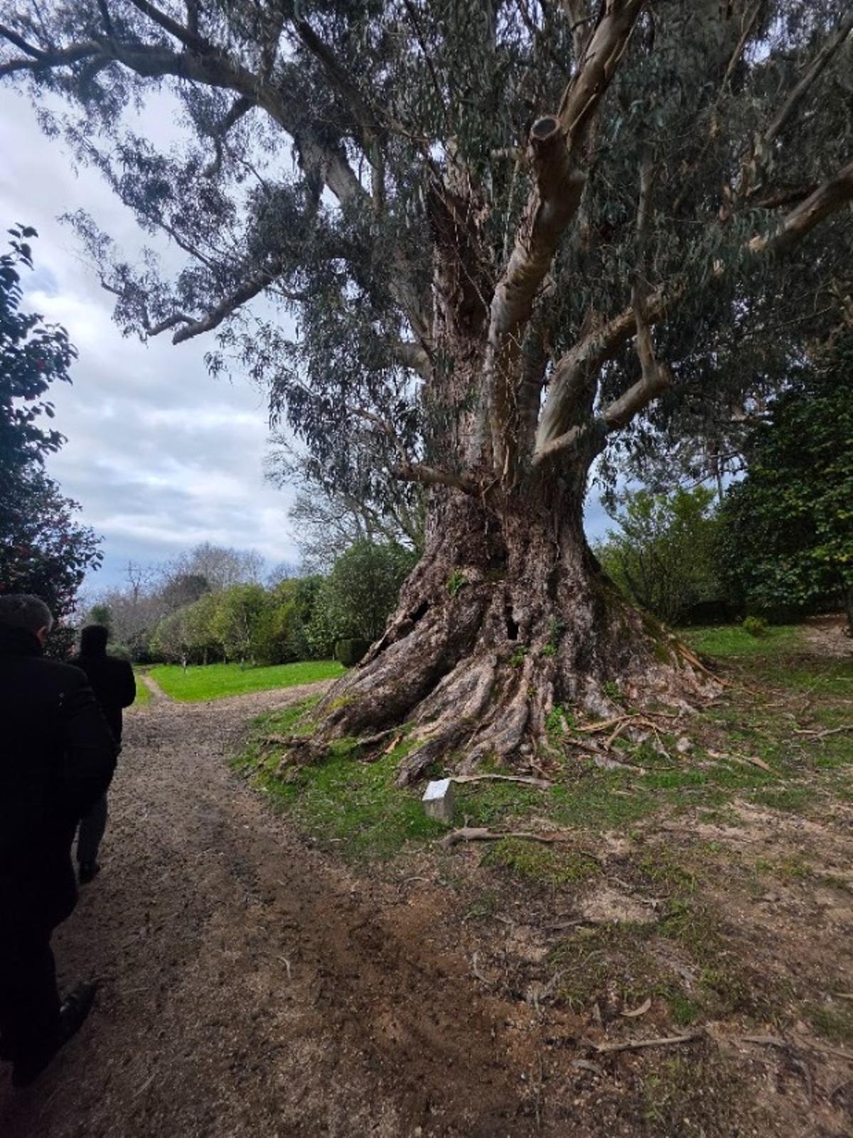 Pazo Rubiáns, en Vilagarcía, sede de la bodega Pazo de Rubianes, desde octubre propiedad de Bodegas Arzuaga.