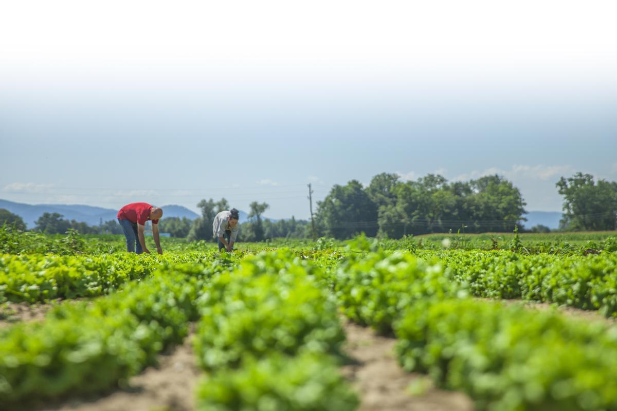 Productores de hortalizas.