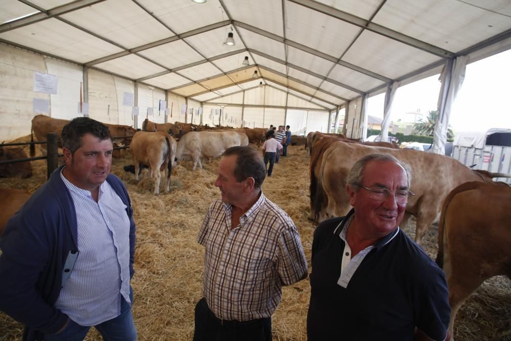 Feria de ganado de Manzaneda, en Gozón