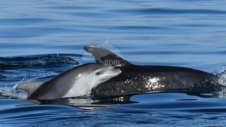 Una de las crías localizadas hoy en la ría de Arousa, nadando junto a su madre.