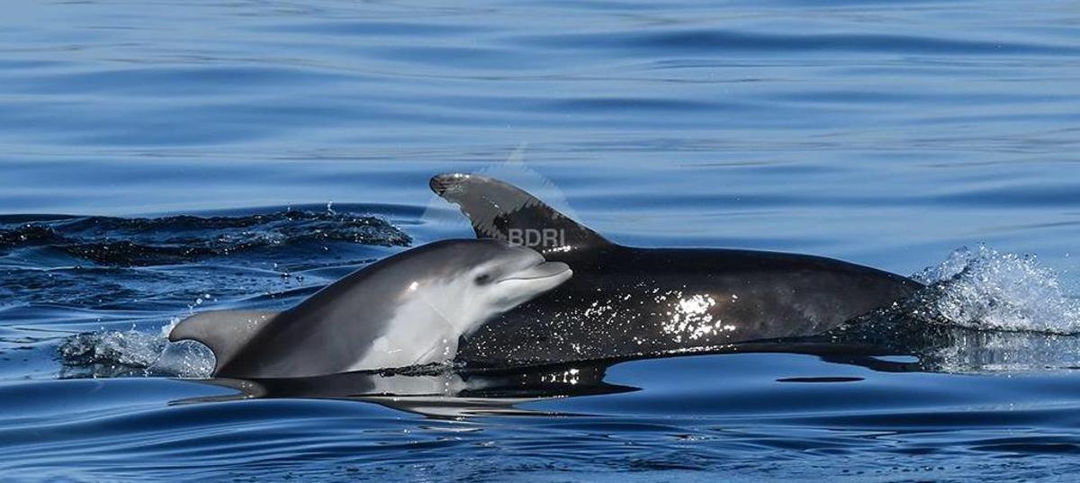 Una de las crías localizadas hoy en la ría de Arousa, nadando junto a su madre.