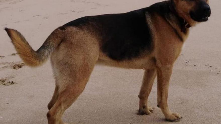 En busca de Keka y Nuno, dos perros con microchip desaparecidos