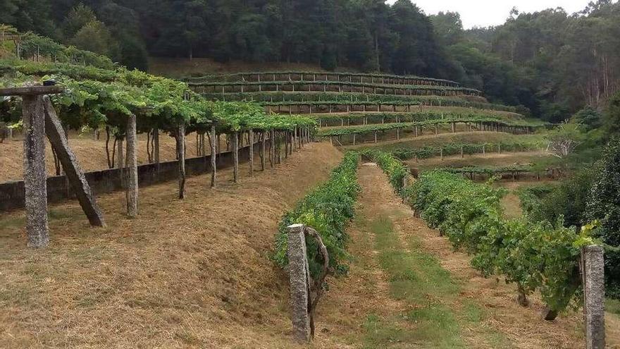 Viñas del castillo de Soutomaior. // Rafa Vázquez