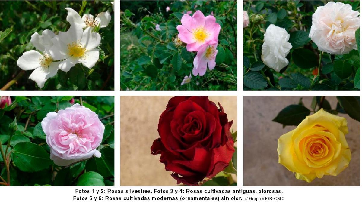 Rosas silvestres, cultivadas antiguas y cultivadas modernas.