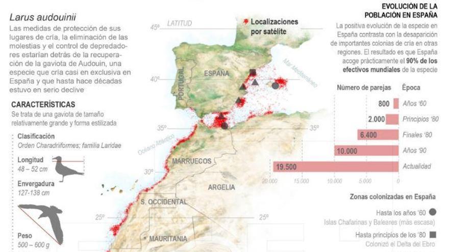 A salvo la gaviota más emblemática de l´Albufera