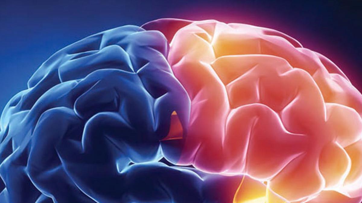 Los surcos del cerebro humano serían una herramienta clave para la conectividad cerebral y las funciones cognitivas.