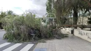 Un árbol cae sobre un coche aparcado en una calle de Las Palmas de Gran Canaria