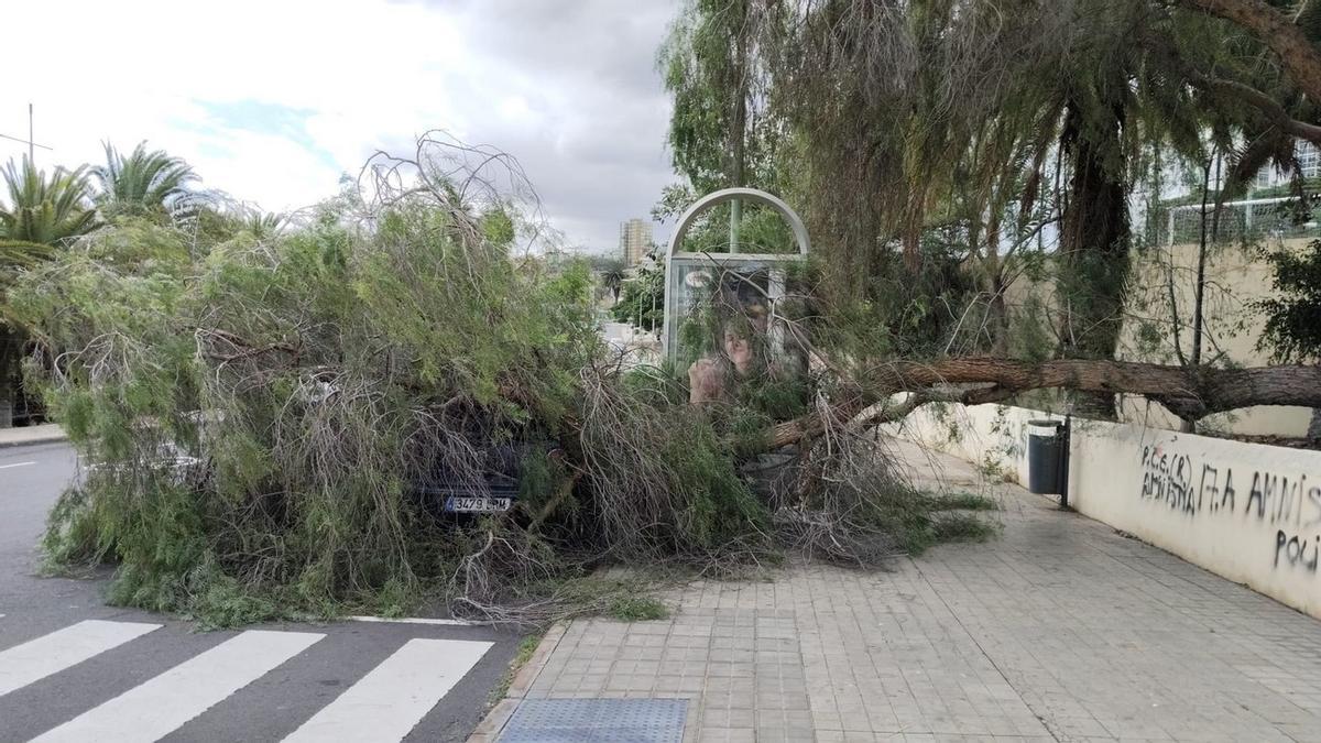 Un árbol cae sobre un coche aparcado en una calle de Las Palmas de Gran Canaria