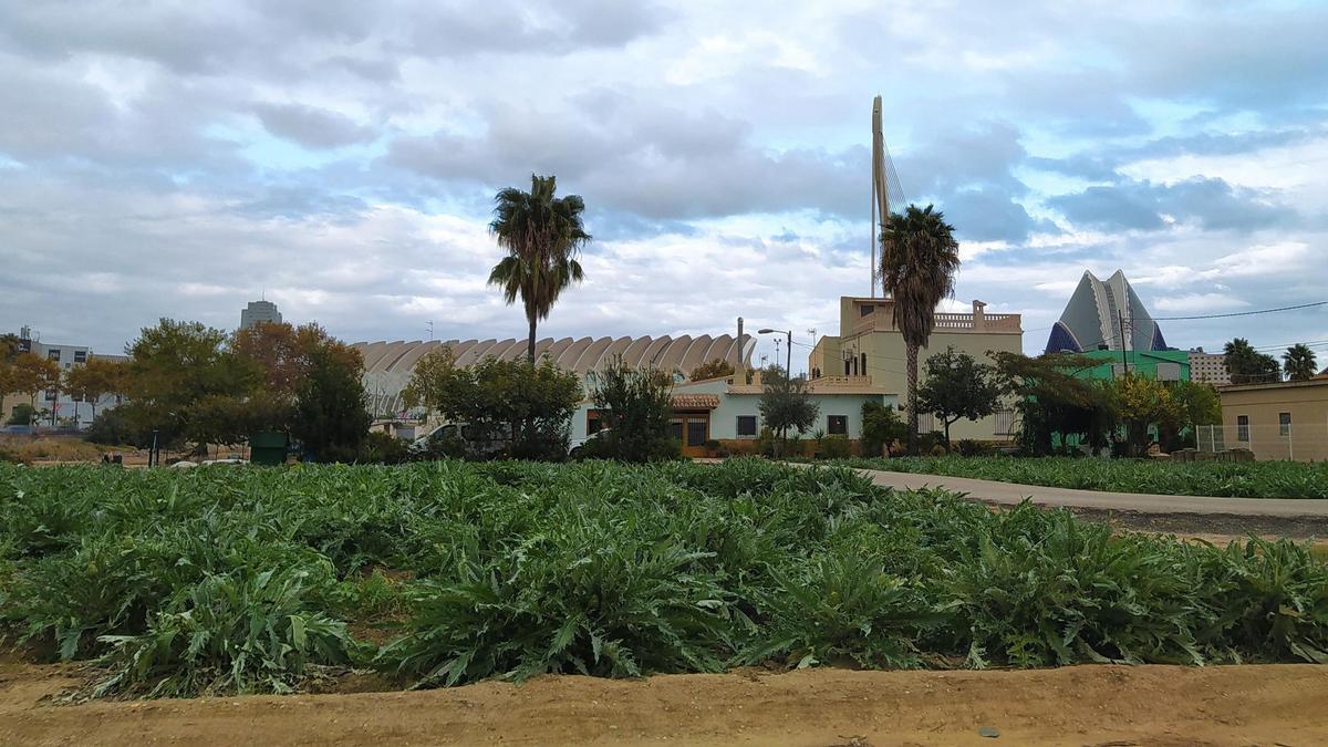 Zona de huerta productiva de la pedanía de La Punta, de València, en una imagen de archivo.