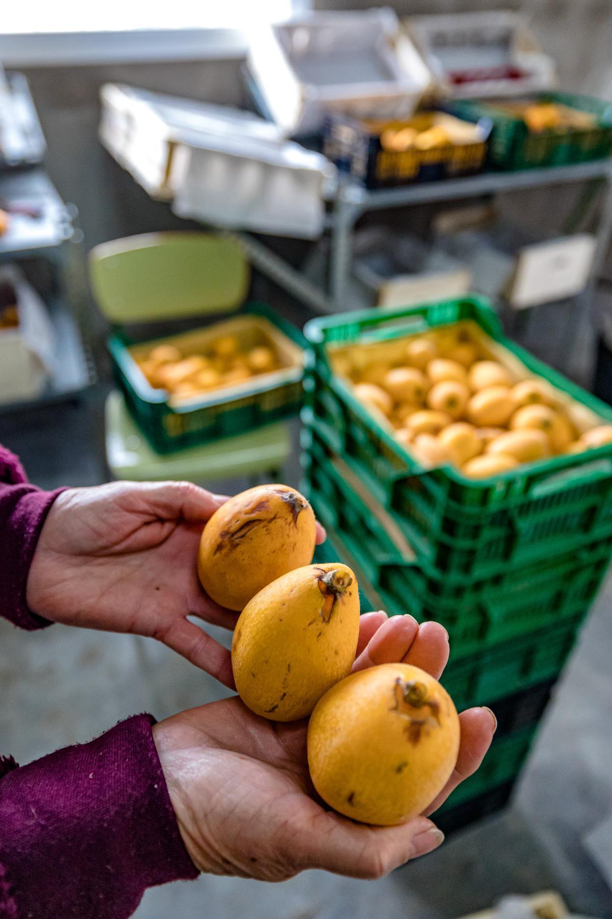 La lluvia echa a perder entre el 20 y el 25% de la cosecha de nísperos y los agricultores no cobrarán el seguro.