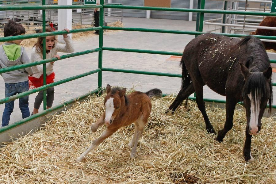 I Feria Raíces Zamora-Rural