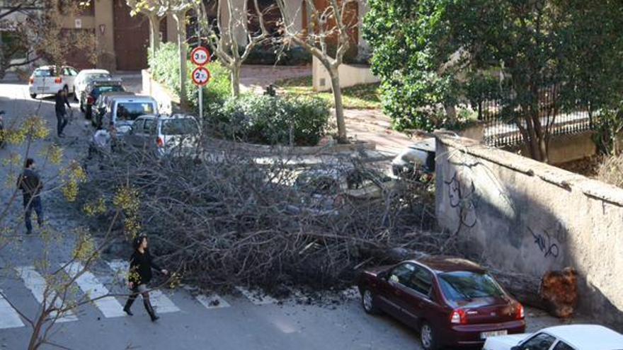 El vent tomba un cedre històric de Casa Caritat