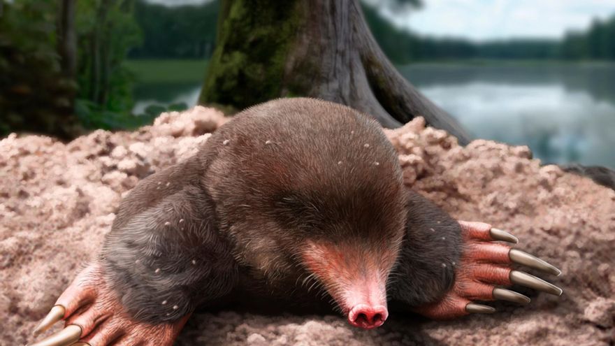 Descobreixen una nova espècie de talp del Pliocè europeu al jaciment del Camp dels Ninots de Caldes de Malavella