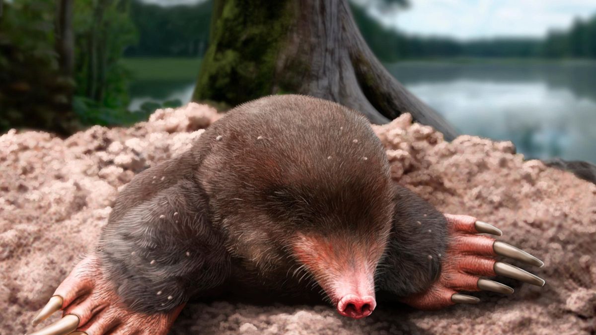 Les fotos de la descoberta d'una nova espècie de talp del Pliocè europeu al Camp dels Ninots de Caldes