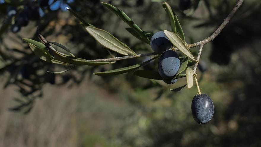 Aceitunas negras aliñadas