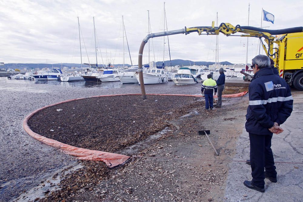 Tasques per retirar la biomassa al port de Palamós