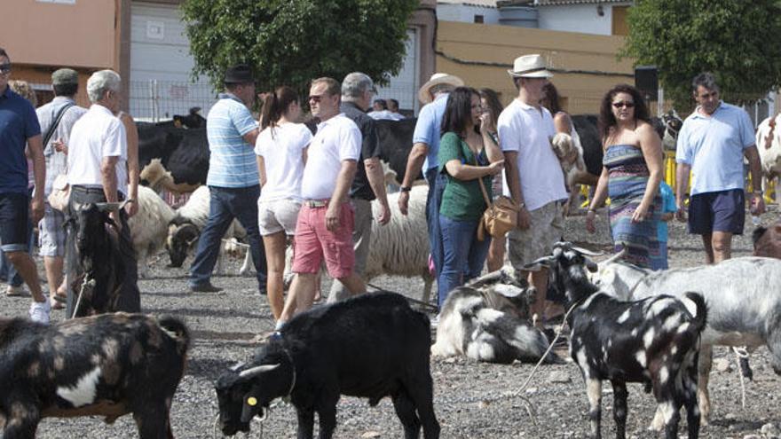 Feria de ganado de Vecindario.