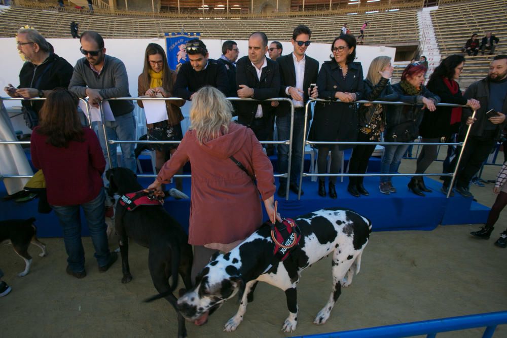 Bendición de los animales por el día de San Antón