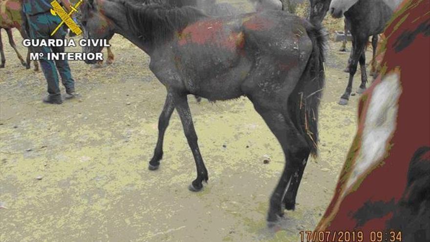 Detenido un hombre por dejar a   18 caballos sin comida ni bebida