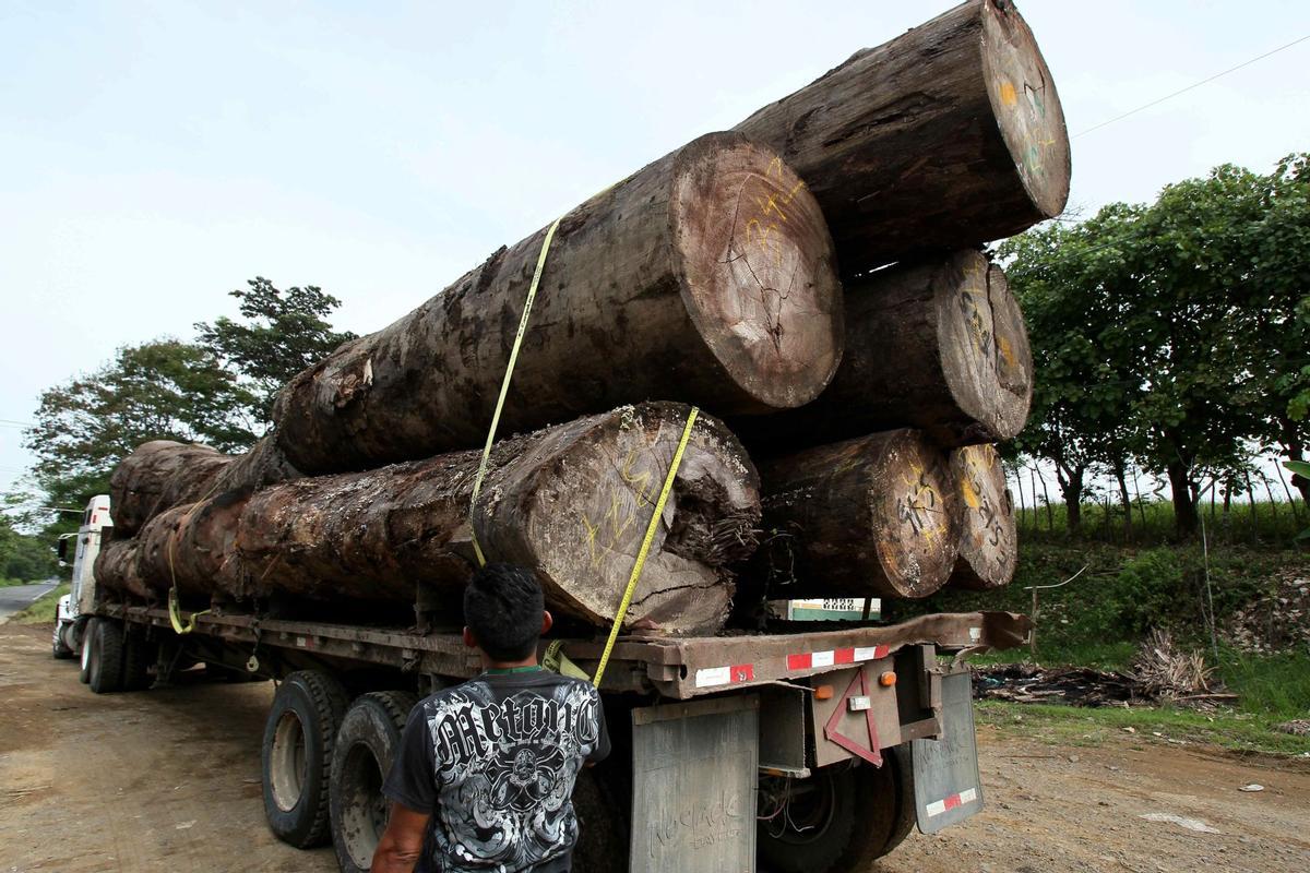 Un inspector revisa un camión que transporta madera.