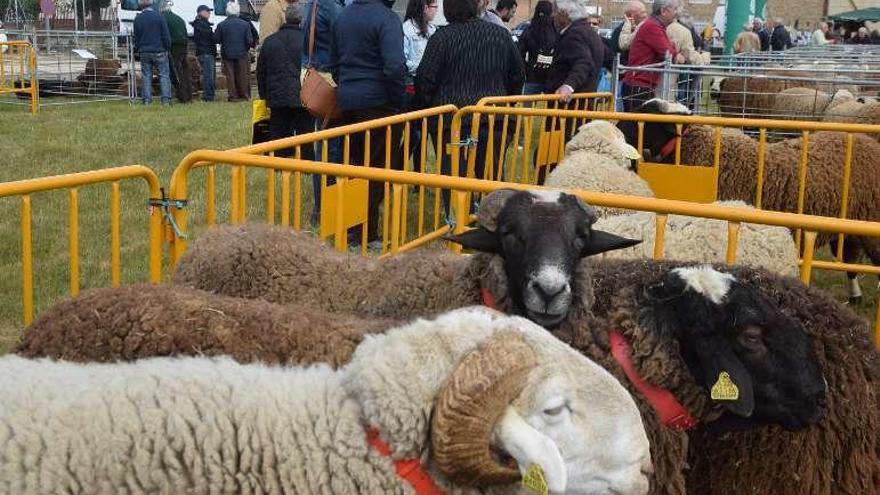 Feria ganadera de Carbajales de Alba.