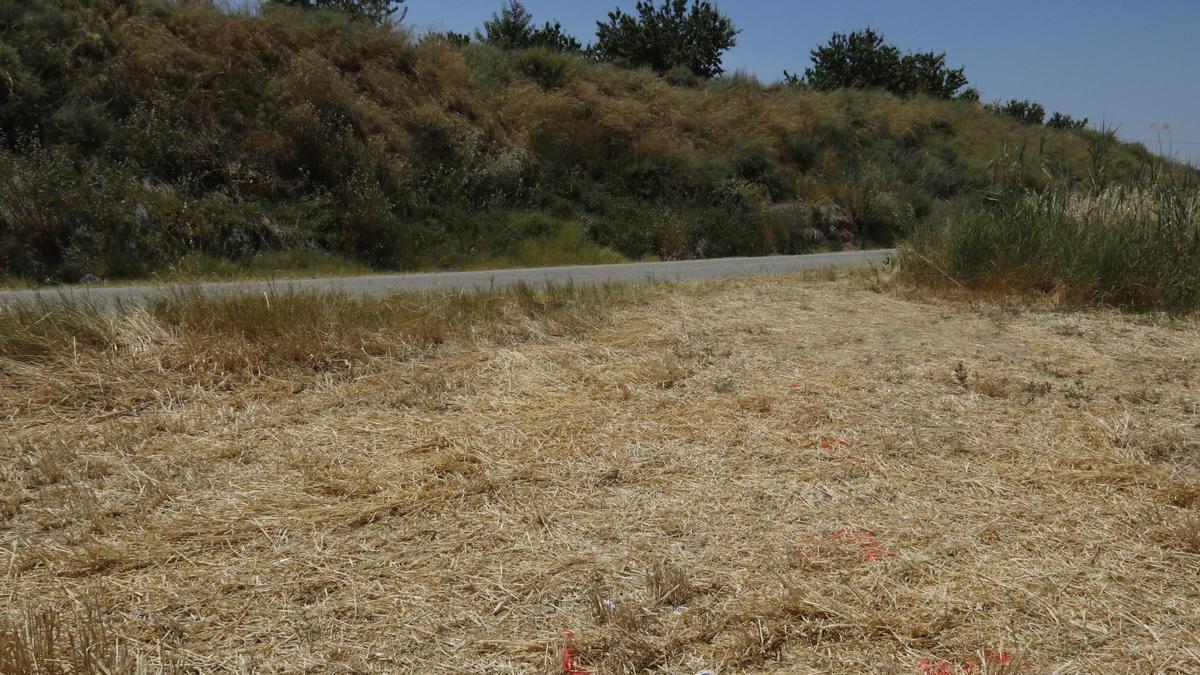 Camp segat pròxim al camí de Cunillàs, a l'Horta de Lleida, on es va localitzar el conductor de patinet atropellat per un vehicle que va fugir del lloc.