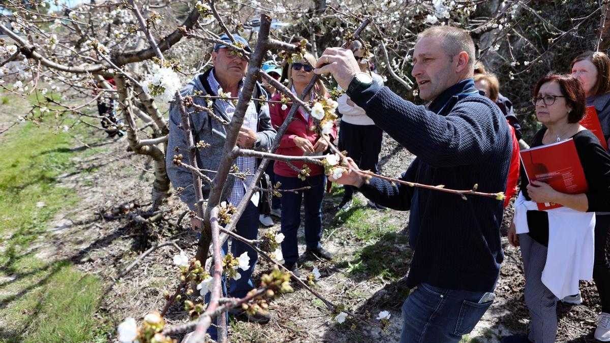 " Menjars de la Terra" ha organizado junto con el Consejo regulador de la IGP Cereza de la Montaña de Alicante una actividad que profundiza en el conocimiento de la fruta