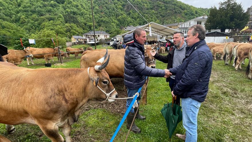 Gedrez reúne a 140 reses en su feria concurso de la raza asturiana de los valles