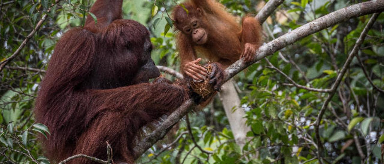 Una hembra orangután con su cría en la reserva natural de Semenggoh, Sarawak, isla de Borneo.