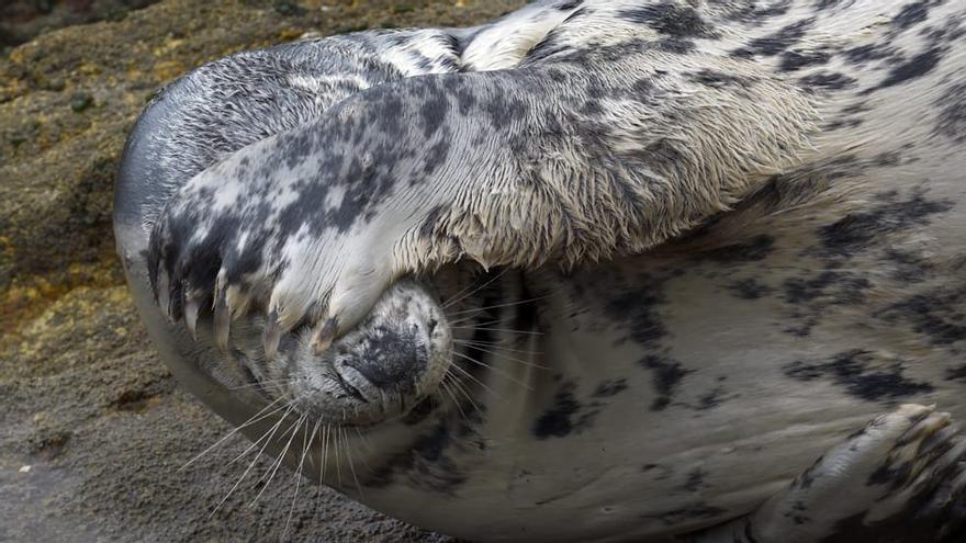 &quot;Doqui&quot;, el lobo marino que recaló en la playa de Canido.