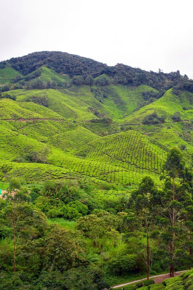 Campos de té Malasia Expedición VIAJAR Malasia y Singapur