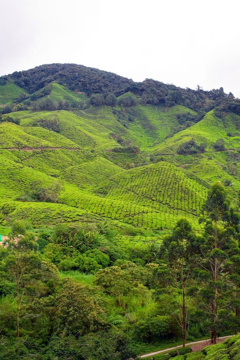 Campos de té Malasia Expedición VIAJAR Malasia y Singapur