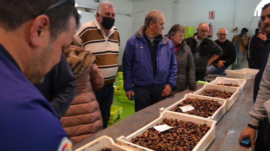 Subasta de percebe en Puerto de Vega, en la jornada previa a la Nochebuena. | A. M. S.