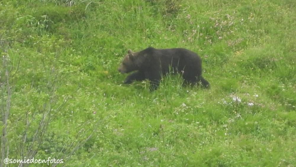 Avistamiento de osos en celo en Pola de Somiedo