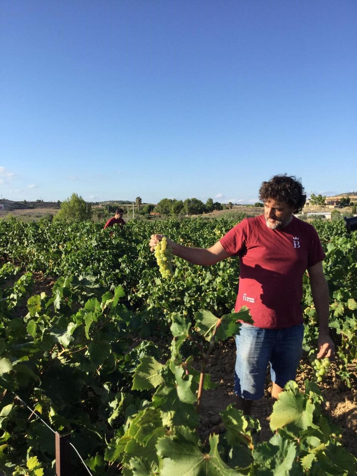Uno de los técnicos de la Cooperativa La Baronía de Turís muestra un racimo de moscatel.