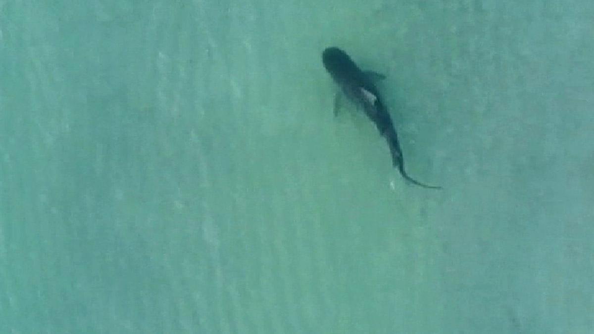 Un fotògraf gravava a la platja de Miami quan va captar des del seu dron la imatge d’un tauró tigre de 3 metres.