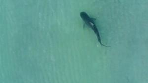 Un fotògraf gravava a la platja de Miami quan va captar des del seu dron la imatge d’un tauró tigre de 3 metres.
