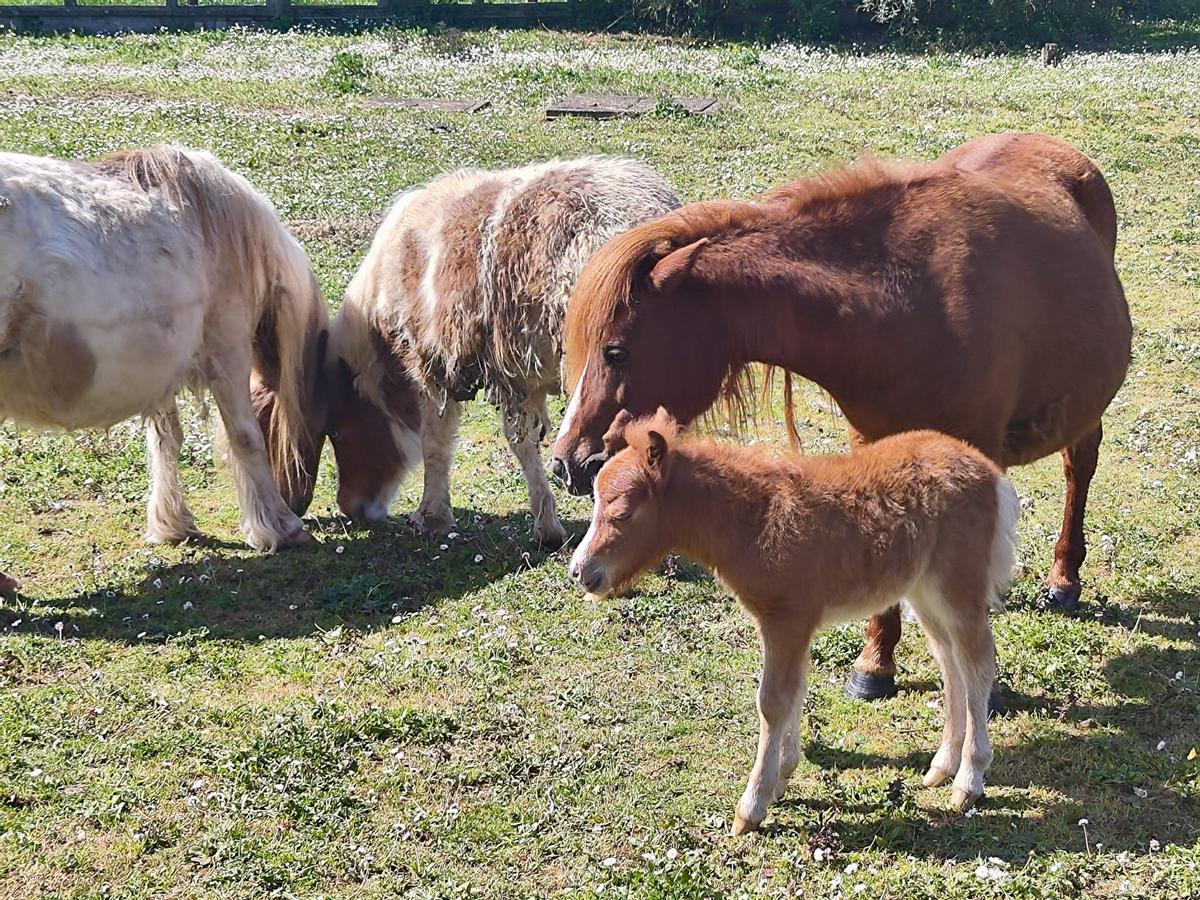 Madre y cría, con otros ponis de Llanera.