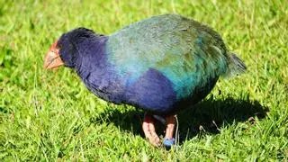 De extintos a vivos: las especies que protagonizaron los mayores redescubrimientos de la ciencia